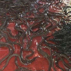 Nuôi lươn, cá lóc trong bể sạch: Tưởng nuôi chơi mà ăn thật!